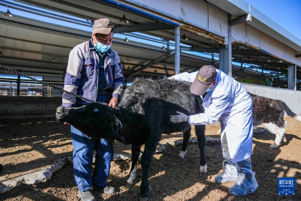 青藏高原首例克隆濒危牛健康成长