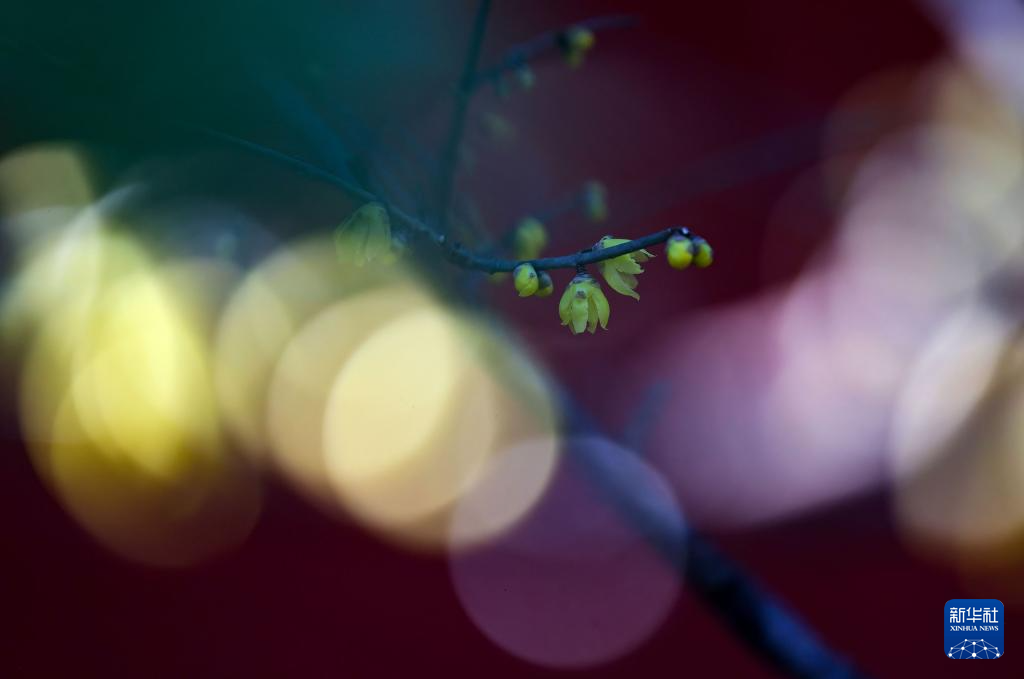 京西卧佛寺:腊梅凌寒开