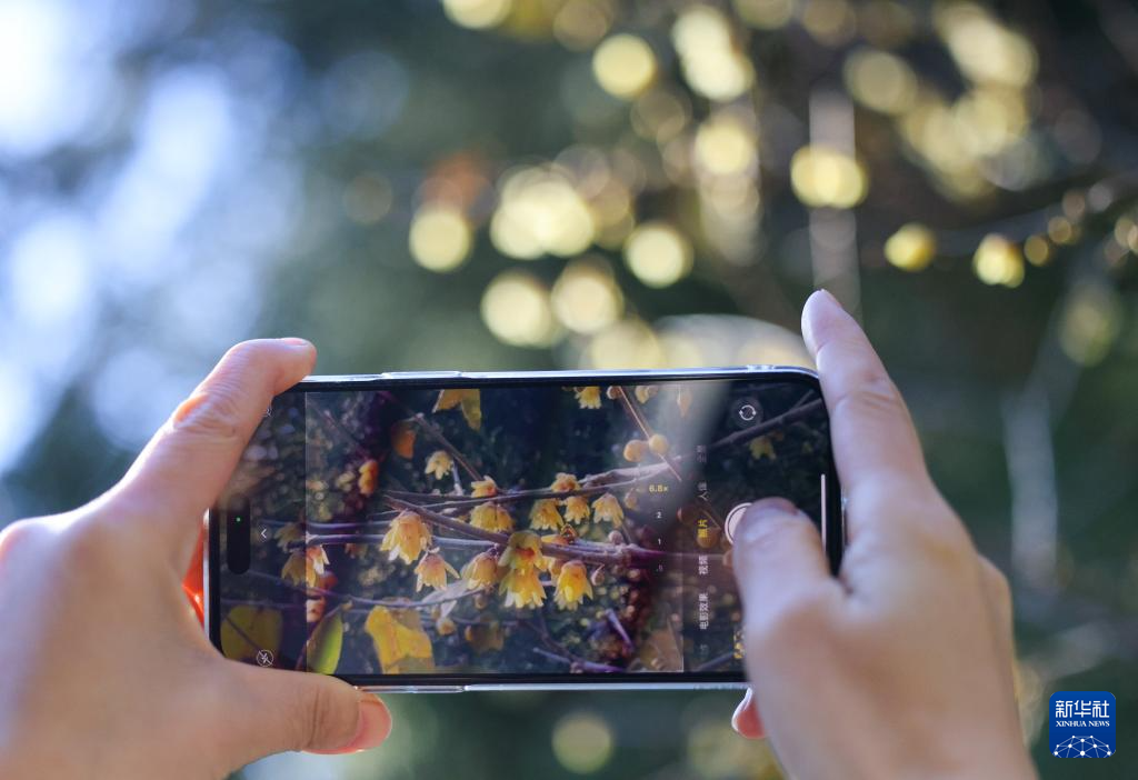 京西卧佛寺:腊梅凌寒开