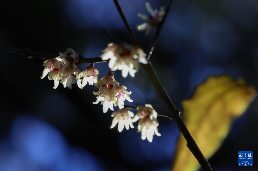 京西卧佛寺:腊梅凌寒开