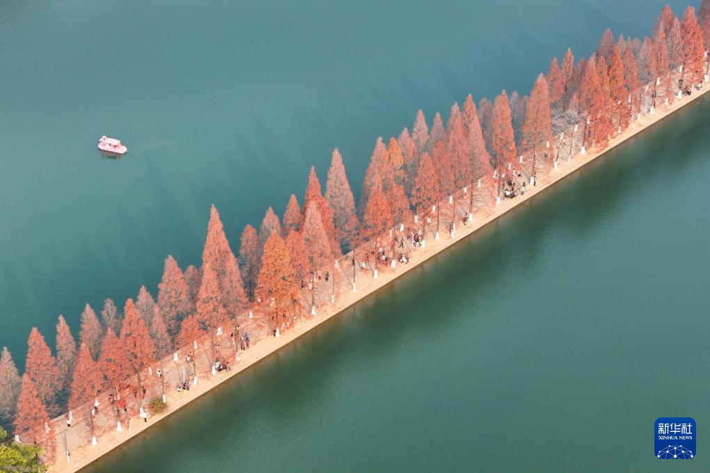 长沙:水杉披红引客来