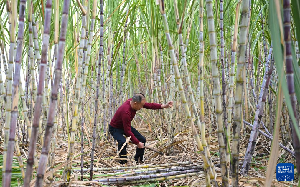 福建将乐:熬红糖迎冬至