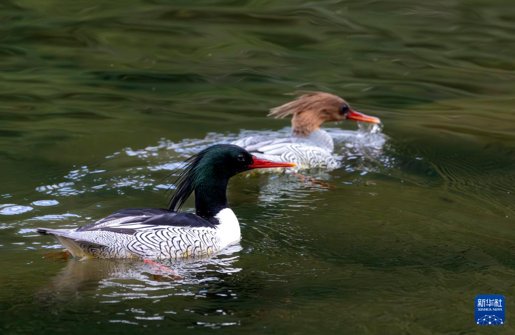福建:中华秋沙鸭如期而至