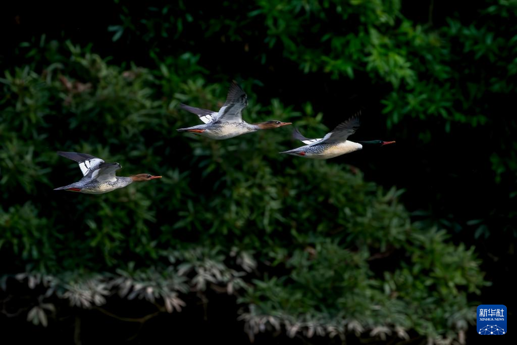 福建:中华秋沙鸭如期而至