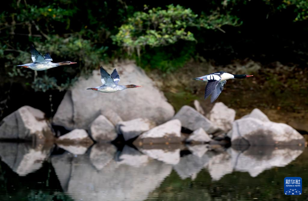 福建:中华秋沙鸭如期而至