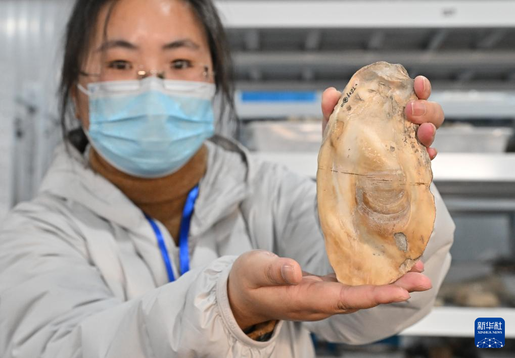 文化中国行丨走进浙江宁波余姚井头山遗址