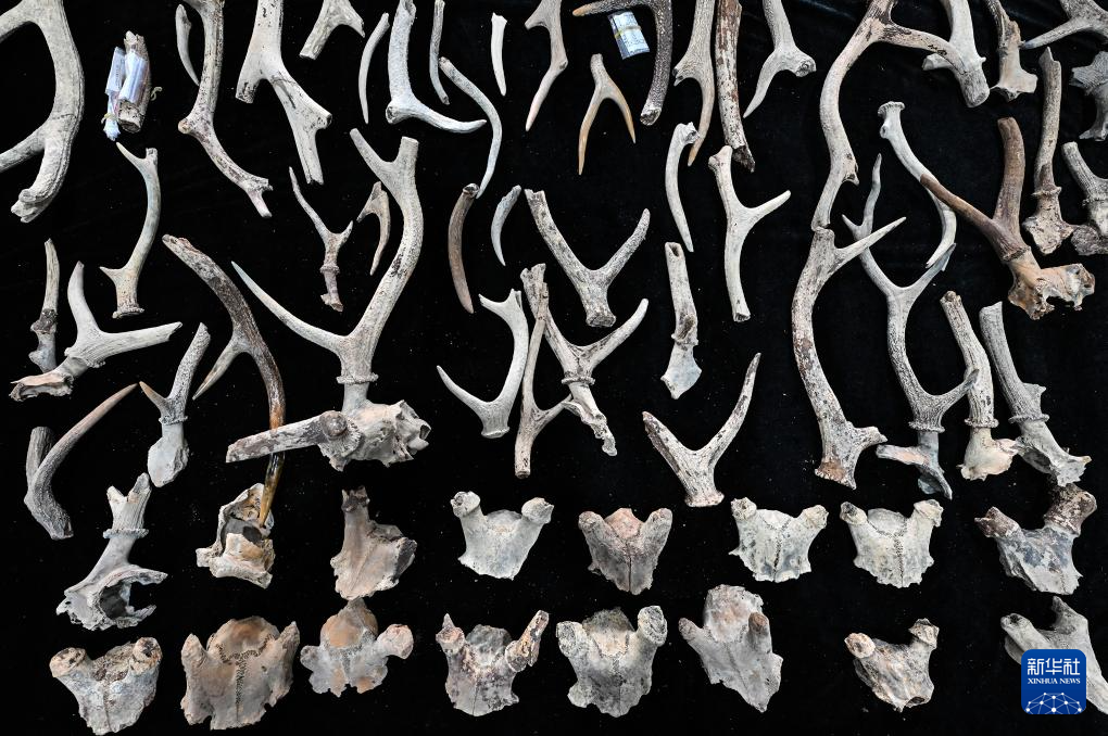 文化中国行丨走进浙江宁波余姚井头山遗址