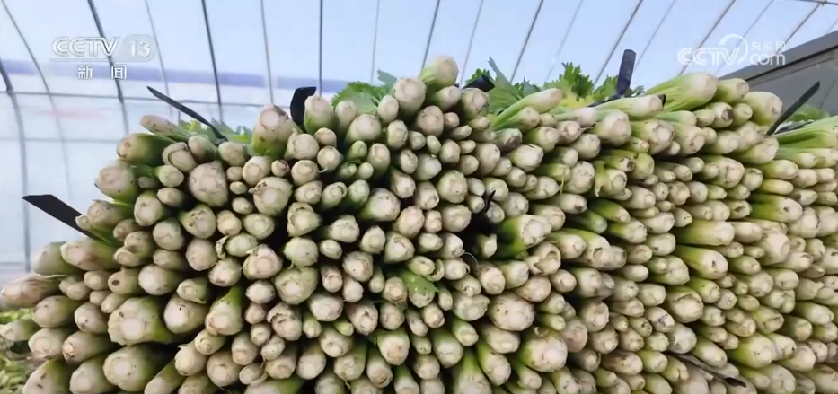 各地冬日果蔬供应量足价稳 丰富节日期间百姓“菜篮子”“果盘子”