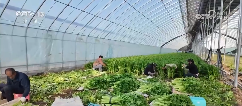 各地冬日果蔬供应量足价稳 丰富节日期间百姓“菜篮子”“果盘子”