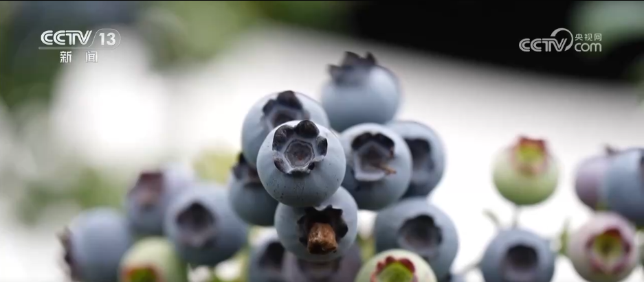 各地冬日果蔬供应量足价稳 丰富节日期间百姓“菜篮子”“果盘子”