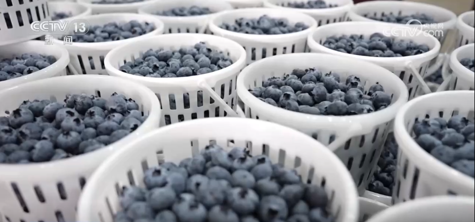 各地冬日果蔬供应量足价稳 丰富节日期间百姓“菜篮子”“果盘子”