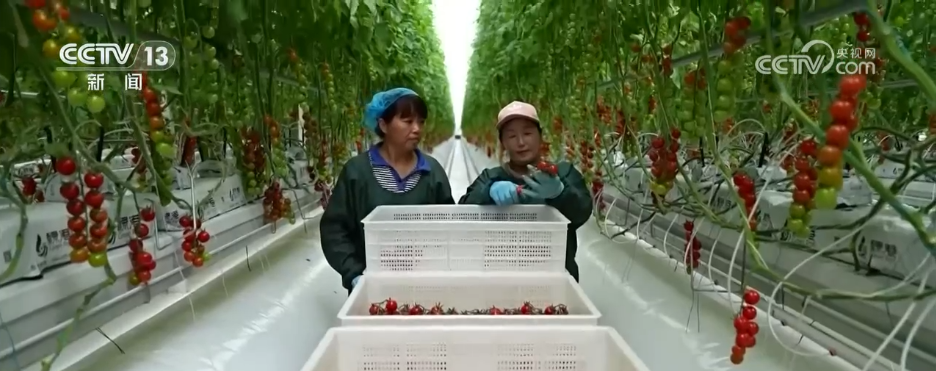 各地冬日果蔬供应量足价稳 丰富节日期间百姓“菜篮子”“果盘子”