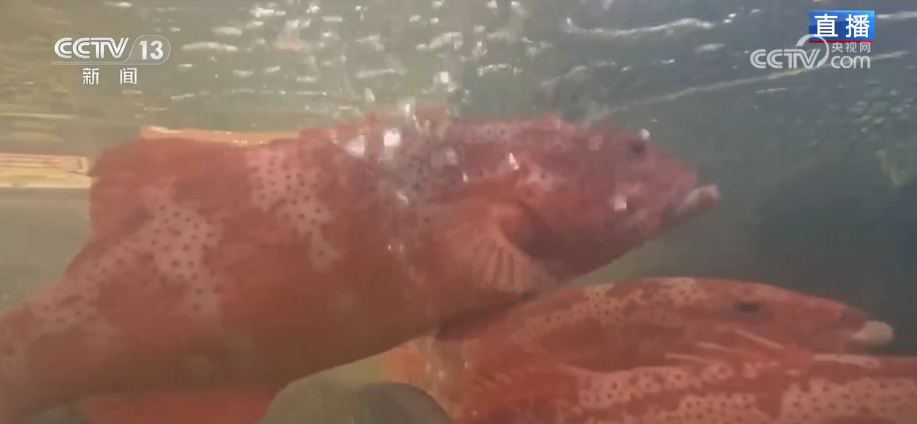 特色市集丰富节前市场 品质升级、暖意涌动点亮节前消费新图景