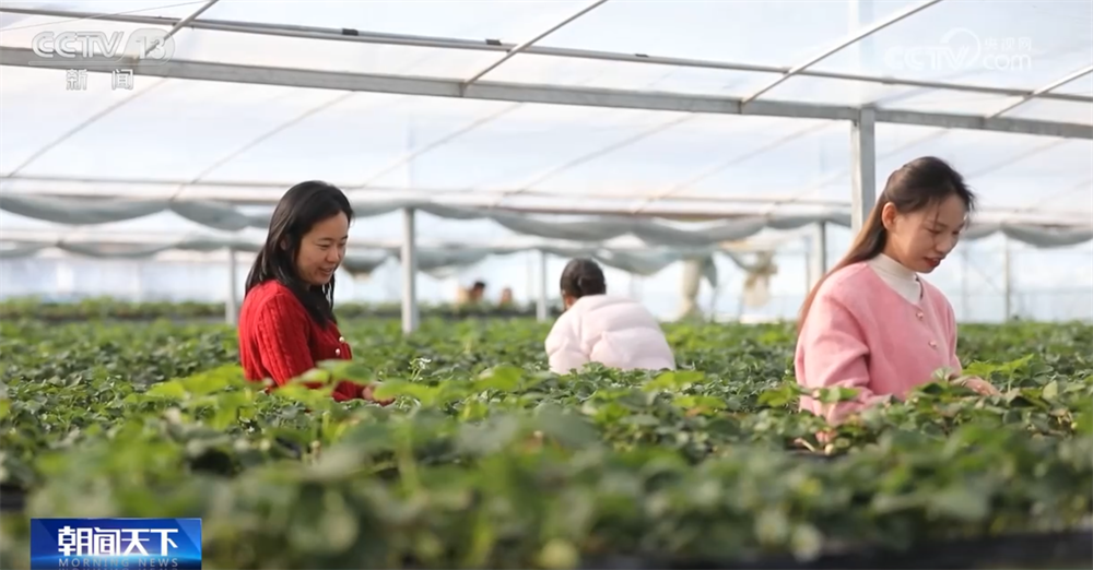 百姓“菜篮子”物丰量足“鲜”味浓 土特产点燃“年货经济”新引擎