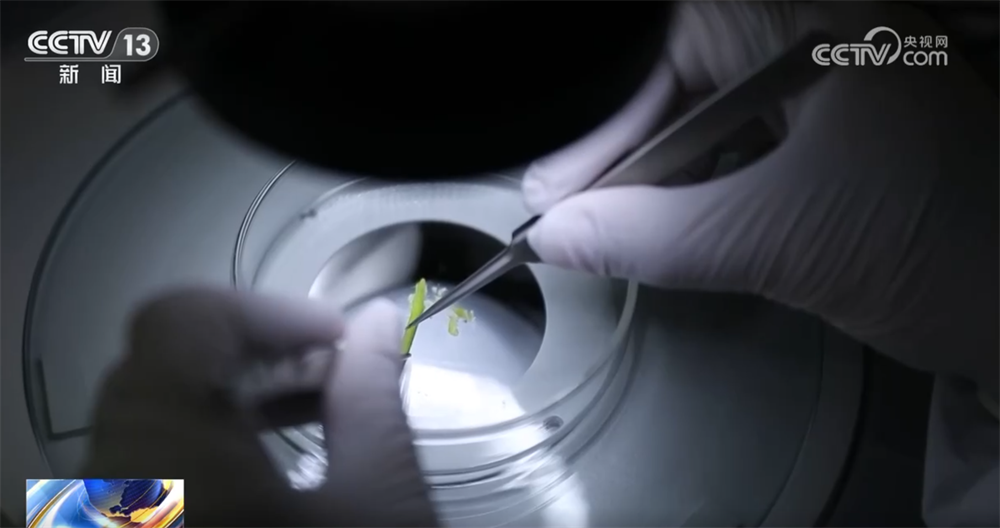 百姓“菜篮子”物丰量足“鲜”味浓 土特产点燃“年货经济”新引擎