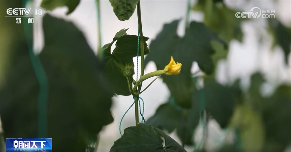 百姓“菜篮子”物丰量足“鲜”味浓 土特产点燃“年货经济”新引擎