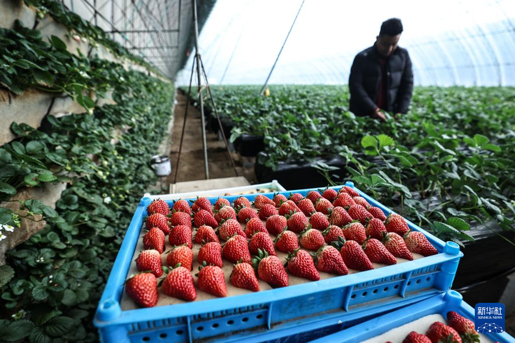 辽宁东港:草莓产销热
