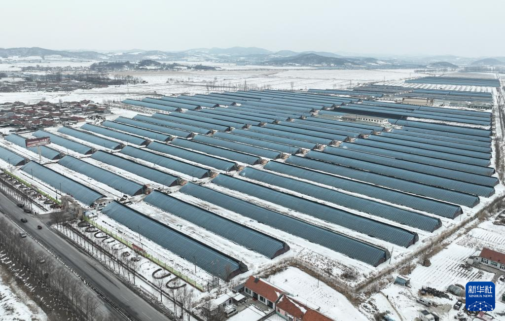 辽宁东港:草莓产销热