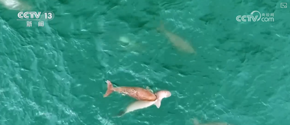 顶压前行、逆势增长,为什么行?打开“集装箱”解锁“抢手货”看外贸新亮点