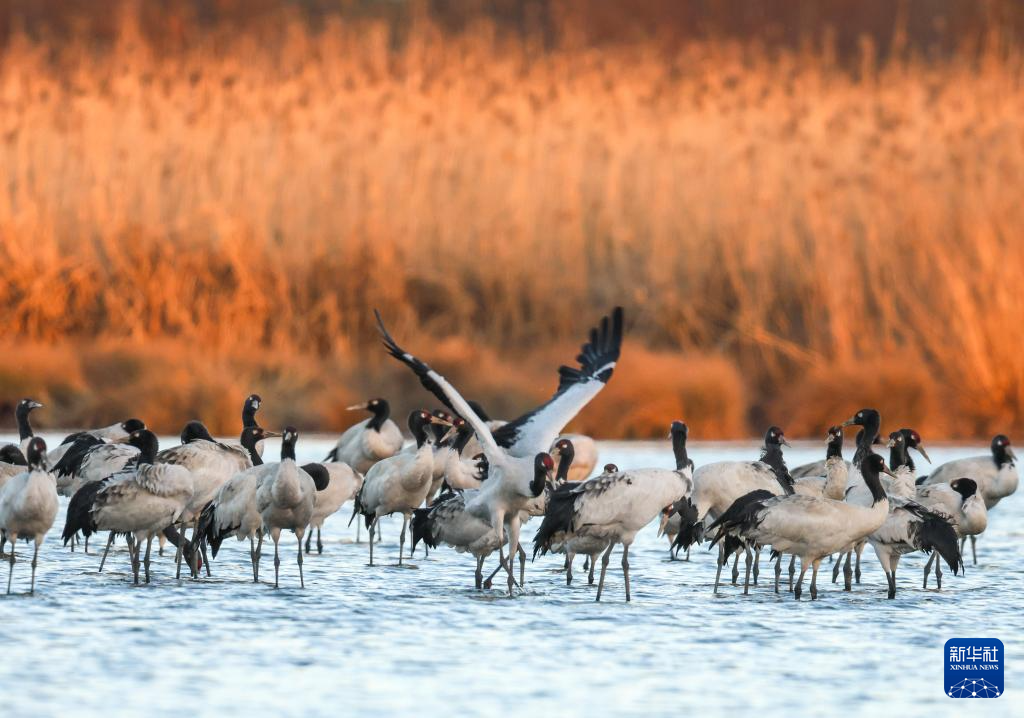 草海湖畔万鸟翔集