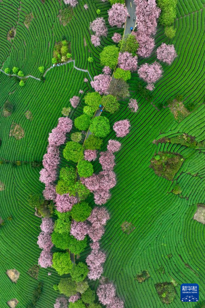 樱花绽放激活“春日经济”