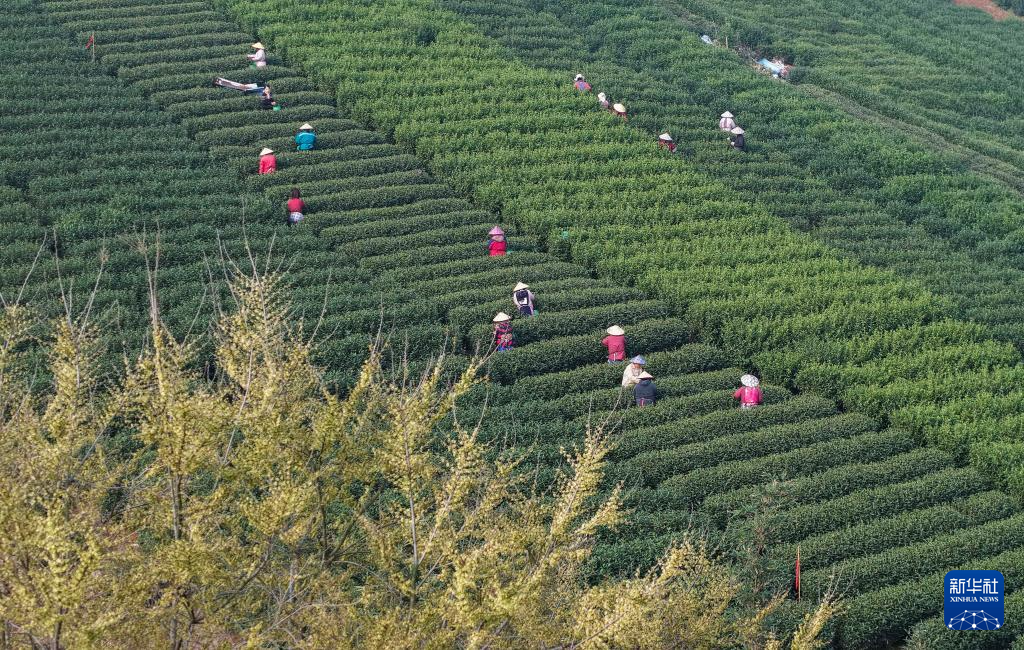 春分时节农事忙