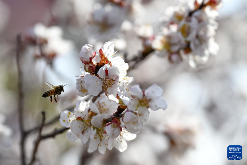 新疆吐鲁番:赴一场杏花之约