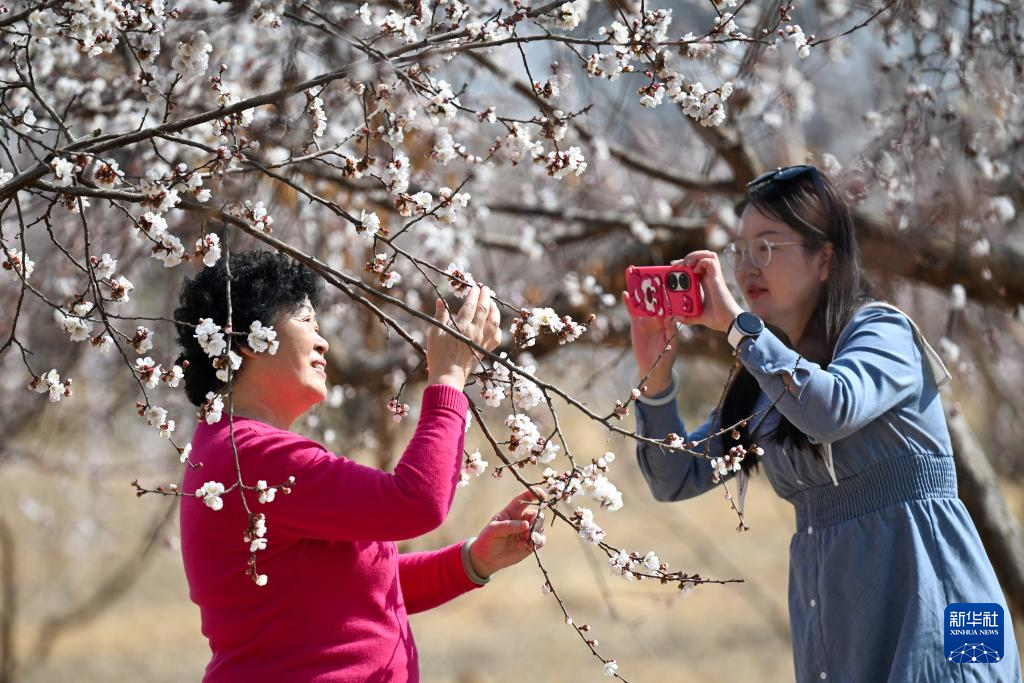 新疆吐鲁番:赴一场杏花之约