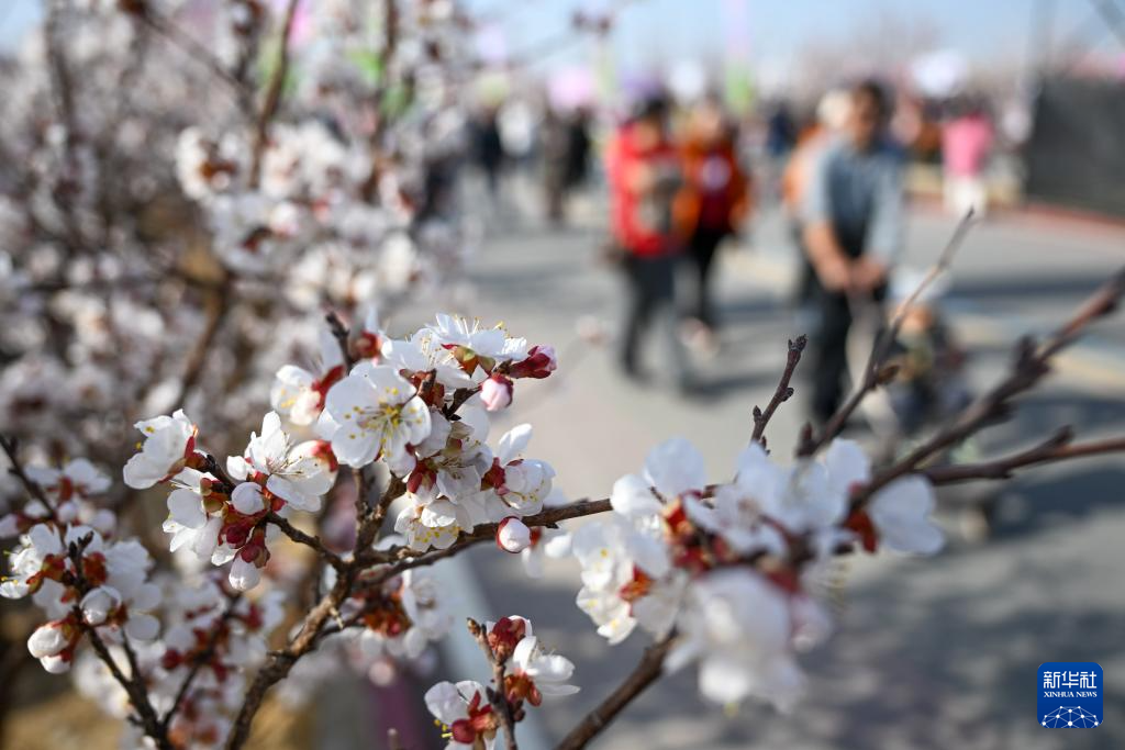 新疆吐鲁番:赴一场杏花之约