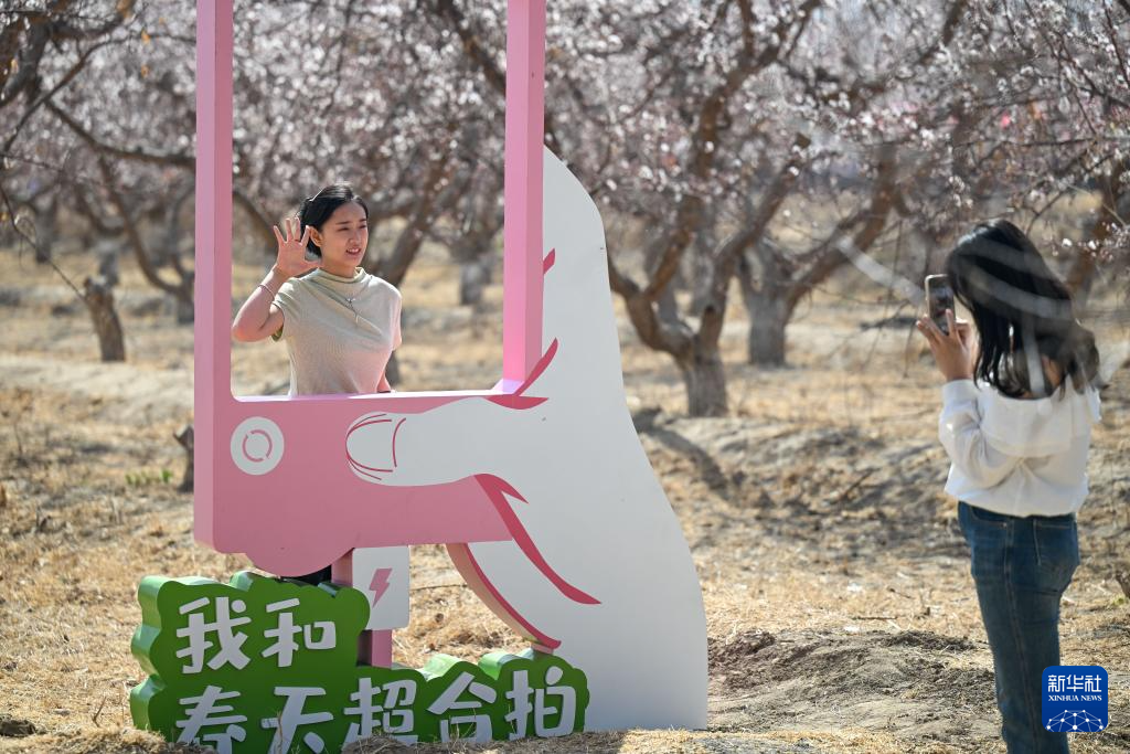 新疆吐鲁番:赴一场杏花之约