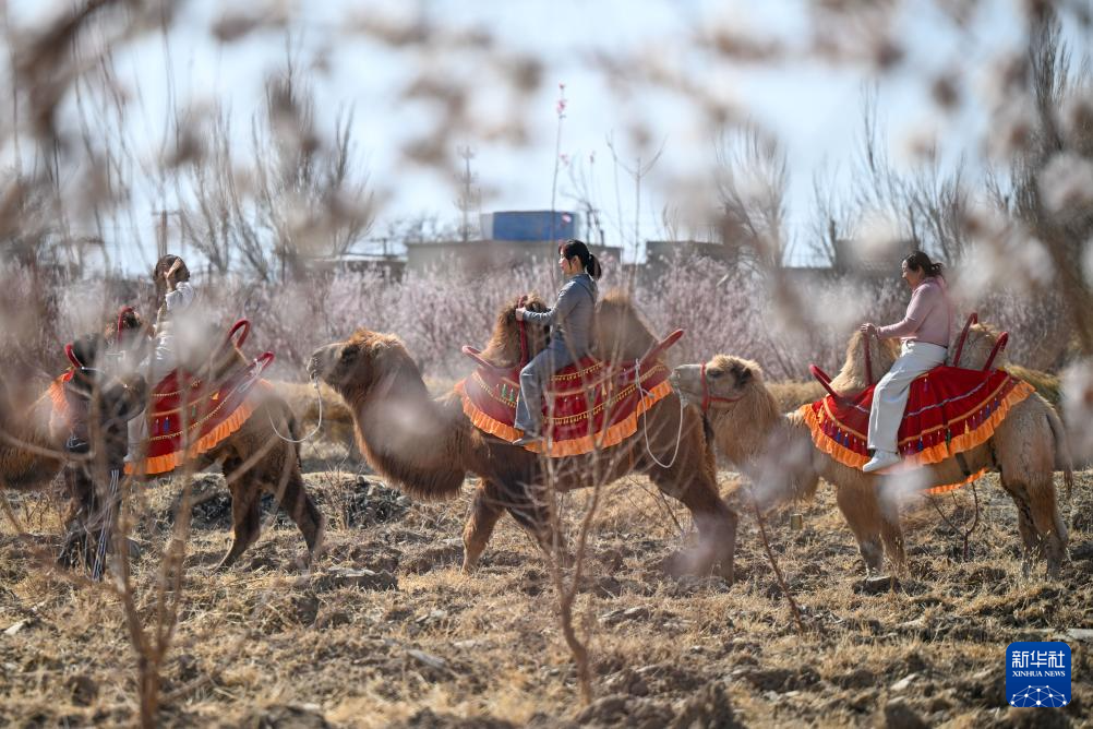 新疆吐鲁番:赴一场杏花之约