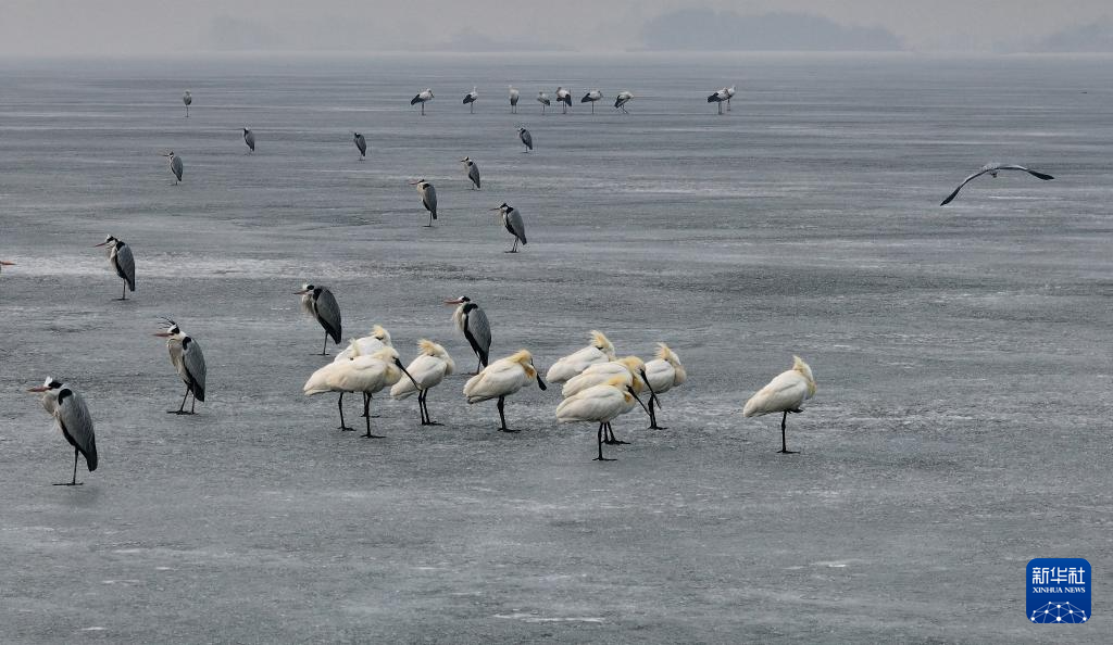 松花江上候鸟迎春