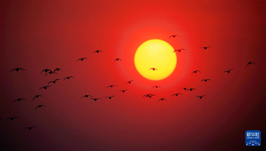 松花江上候鸟迎春