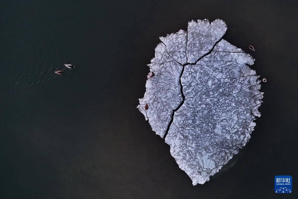 松花江上候鸟迎春