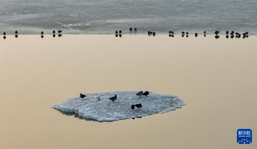 松花江上候鸟迎春