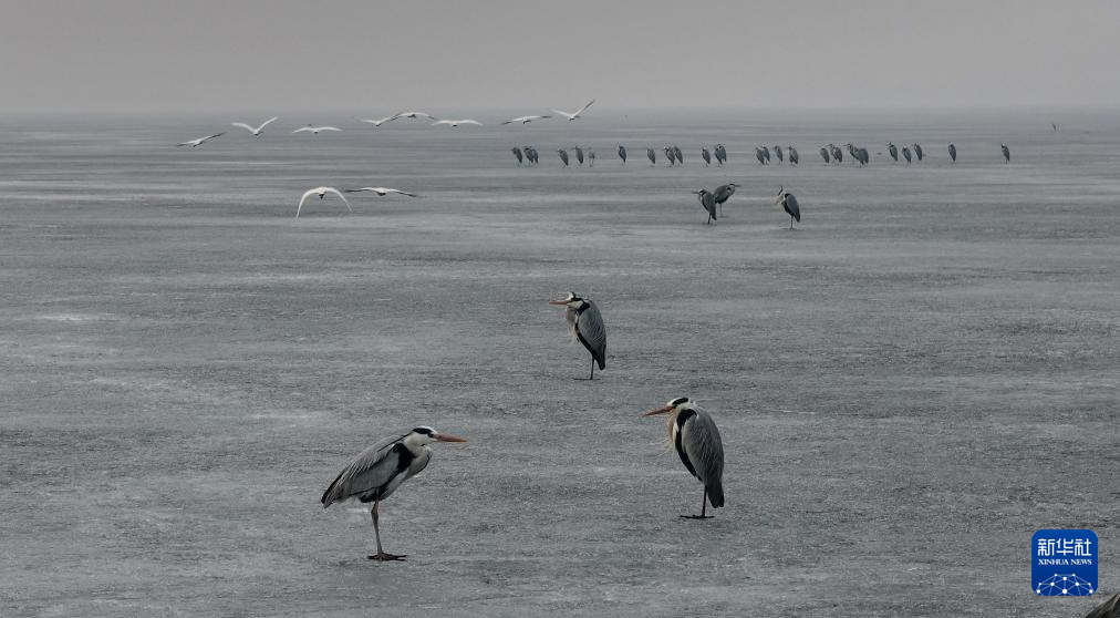 松花江上候鸟迎春