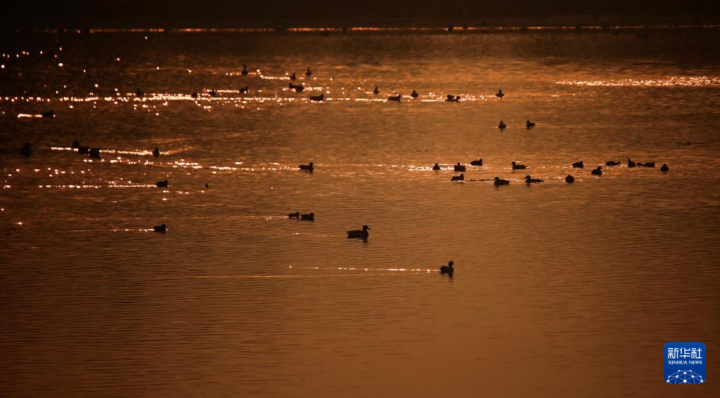 松花江上候鸟迎春