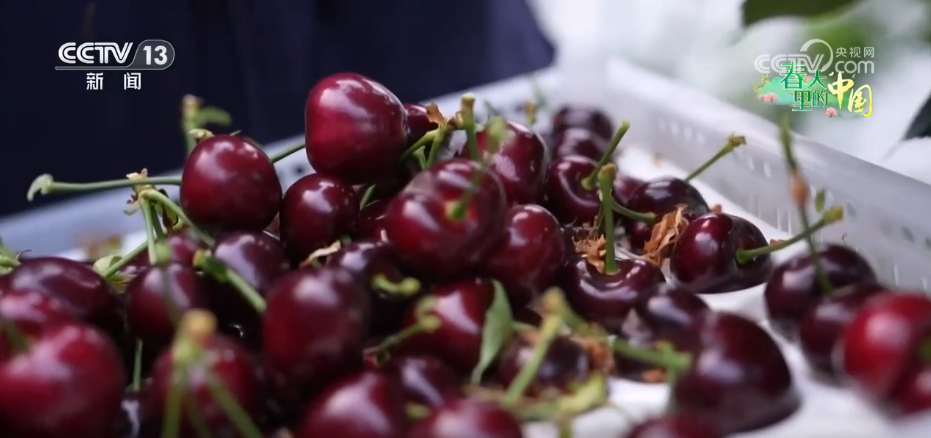 “春日限定”美景激发消费蓬勃活力 “赏花经济”以小切口撬动大市场