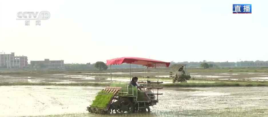 路通渠畅千亩良田插秧忙 高标准农田改造为春耕按下“快进键”