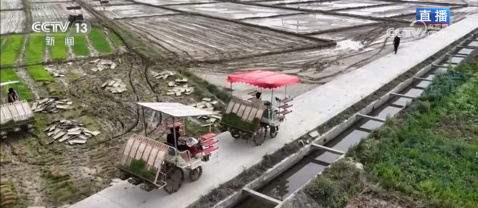 路通渠畅千亩良田插秧忙 高标准农田改造为春耕按下“快进键”