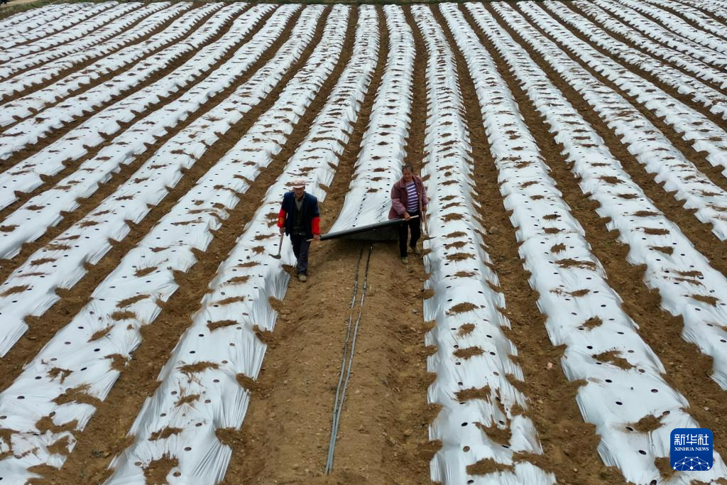 春风和煦耕作忙