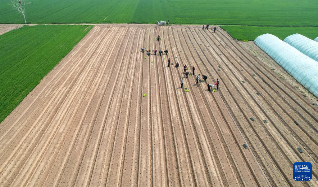 春风和煦耕作忙