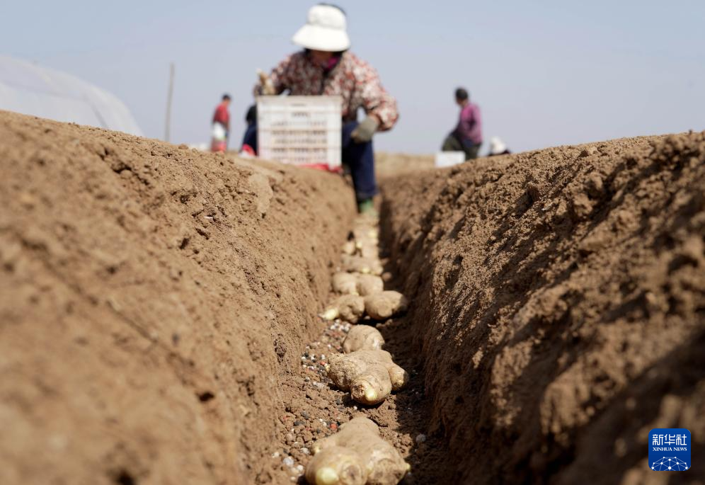 春风和煦耕作忙