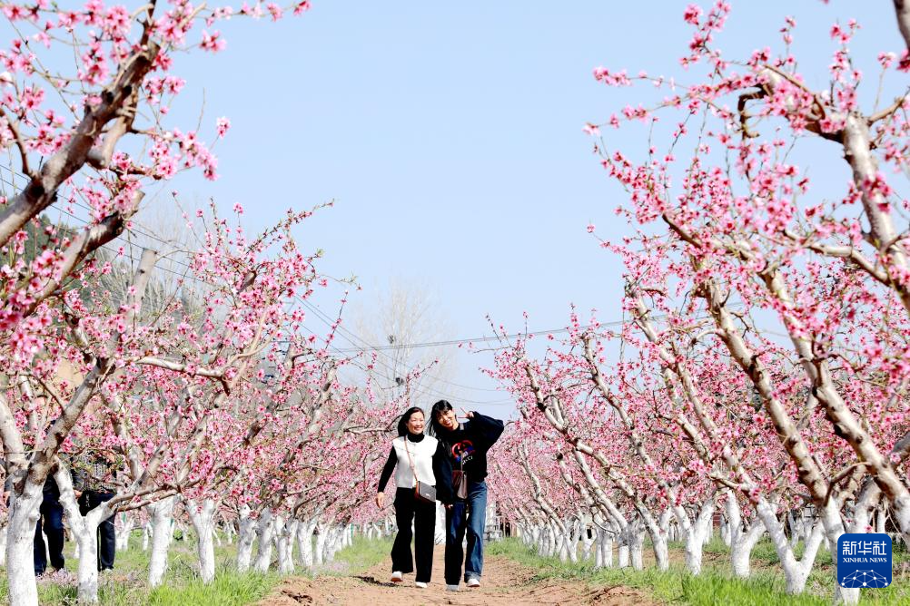 踏青赏花春意浓
