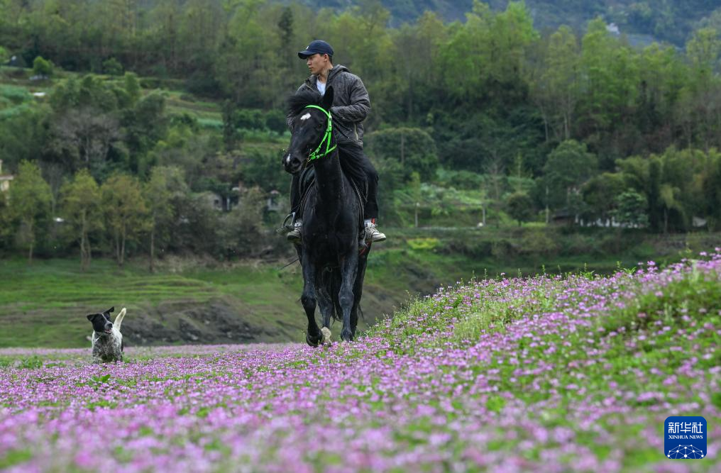 踏青赏花春意浓