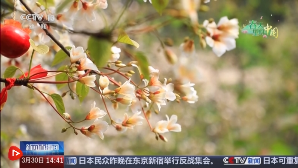 以花为“媒”不断延长“花经济”产业链 “农文旅体”深度融合让乡村绽放别样光彩