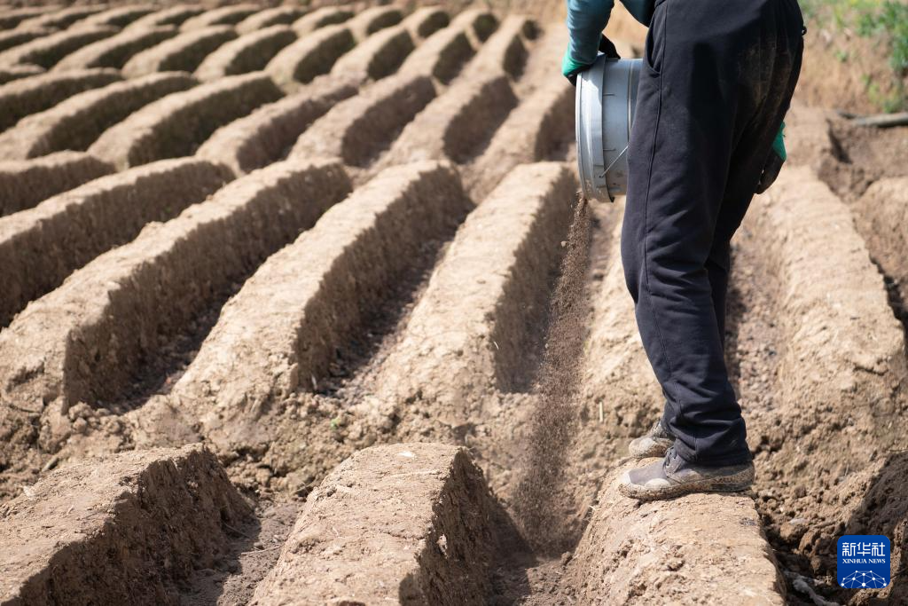 春日农耕忙 姜田孕希望