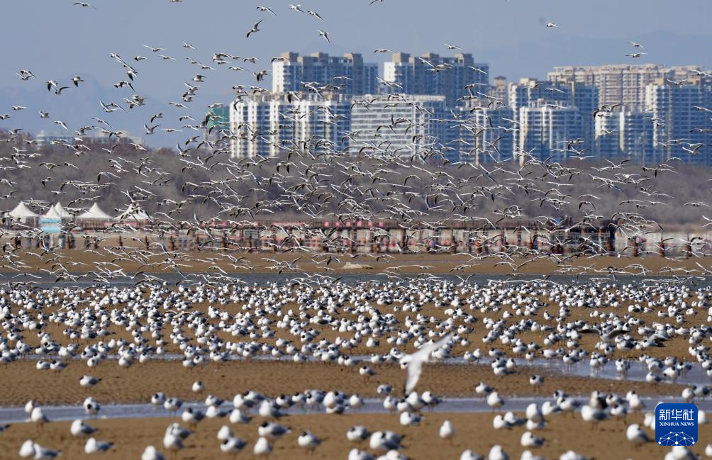 河北秦皇岛:海鸥舞翩跹
