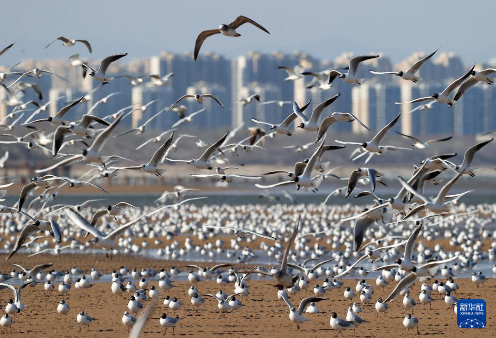 河北秦皇岛:海鸥舞翩跹