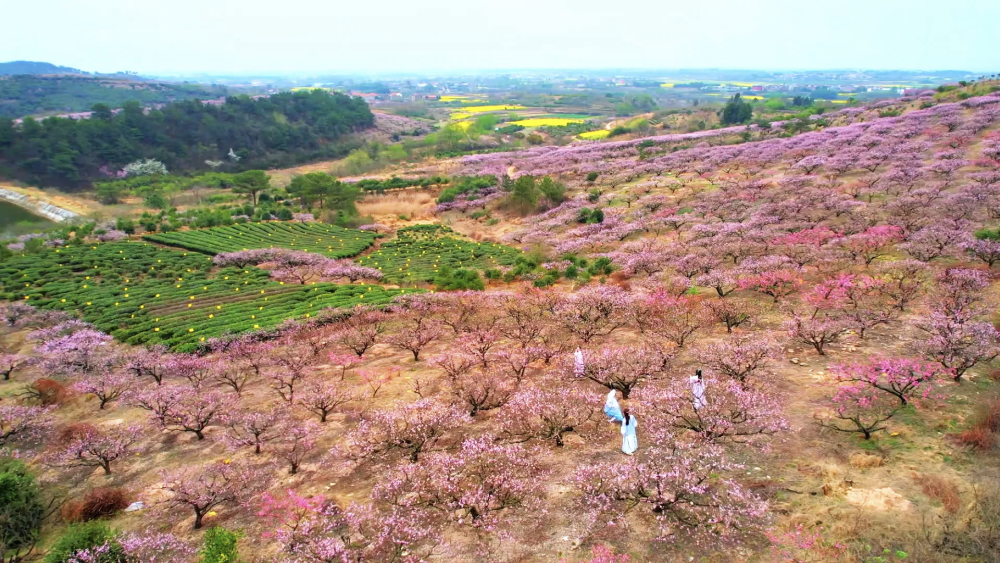 春日经济新图景｜“赏花经济”开出“四季春”